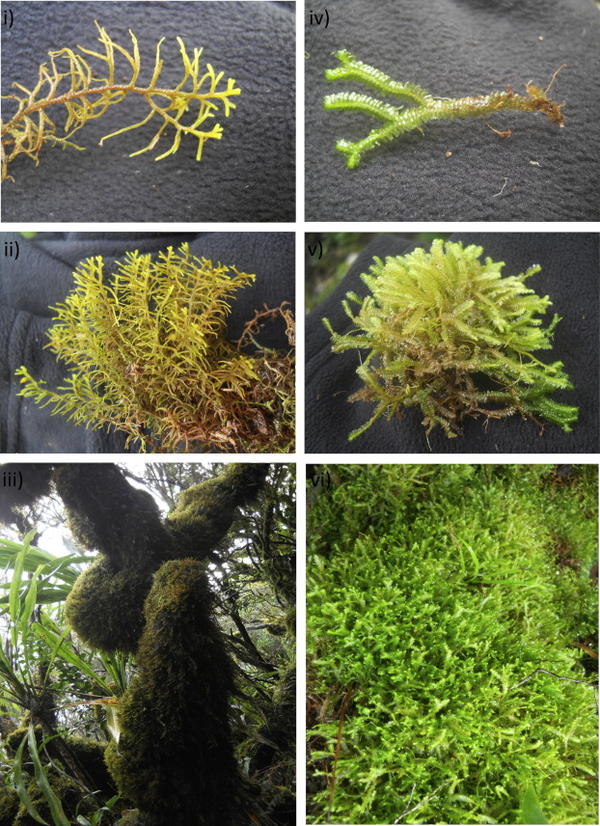The role of epiphytic bryophytes in interception, storage, and the regulated release of atmospheric moisture in a tropical montane cloud forest