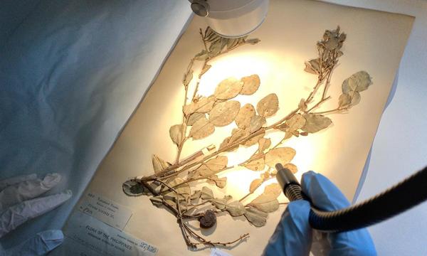 Planche de l’Herbier national du Muséum national d'Histoire naturelle : genre Citrus, comportant sur certaines feuilles des lésions caractéristiques du chancre bactérien des agrumes © L. Gagnevin, Cirad