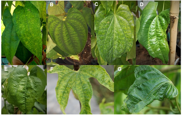 Figure 1. Examples of some viral symptoms observed on yam leaves © Diouf M.B et al, Viruses,  2022