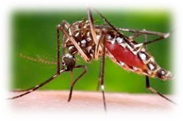 Aedes albopictus©A.Tran