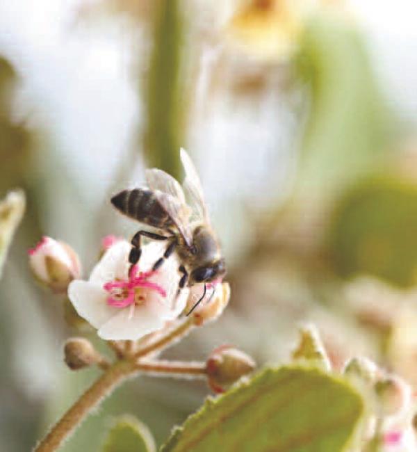 Apis mellifera unicolor (Latreille, 1804, Hyménoptères, Apidae) et Varrroa destructor (Acari : Varroidea) à Madagascar : Soutenance de Thèse de Henriette RASOLOFOARIVAO