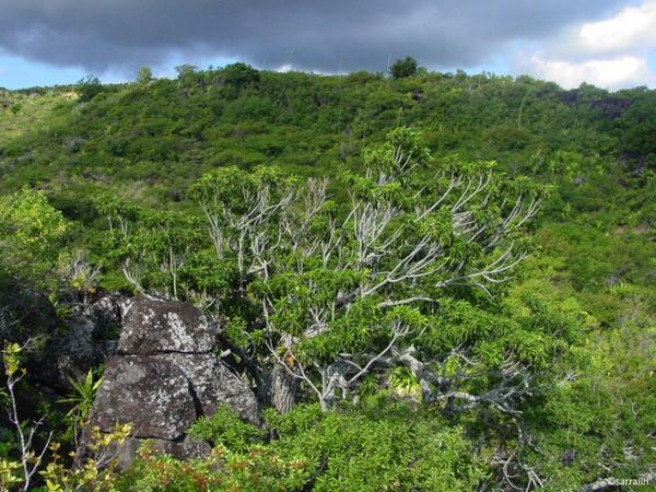 Données écologiques et physiologiques pour l'utilisation d'espèces indigènes de La Réunion en revégétalisation d'espaces dégradés : Soutenance de thèse
