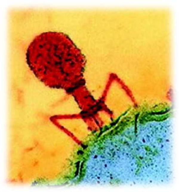 Étude in vitro des interactions phages-bactéries : Application au biocontrôle du flétrissement bactérien