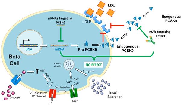 Le rôle de PCSK9 dans la fonction des cellules bêta pancréatiques humaines