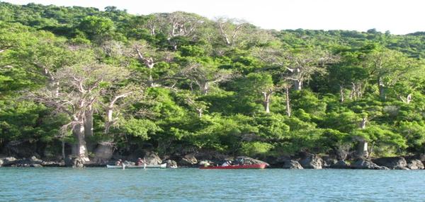  Les baobabs de l’Archipel des Comores : éléments de biogéographie pour la sauvegarde et la conservation d’un  patrimoine négligé : Présentation travaux