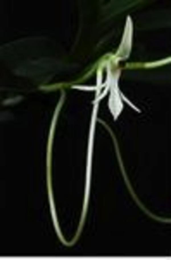 Orchidée©Université de la Réunion
