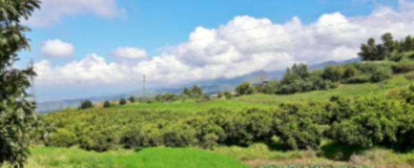 Utilisation de la connaissance du paysage agricole pour l’accompagnement des réseaux d’épidémio-surveillance : application au greening des agrumes à la Réunion : Présentation