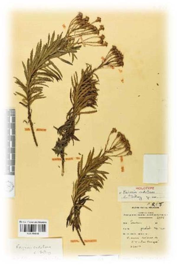 L’Herbier Universitaire de la Réunion : un outil patrimonial, scientifique et pédagogique