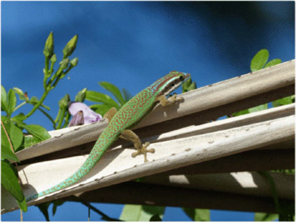Études des interactions comportementales entre espèces endémique et invasive de geckos vert sur l’île de La Réunion.