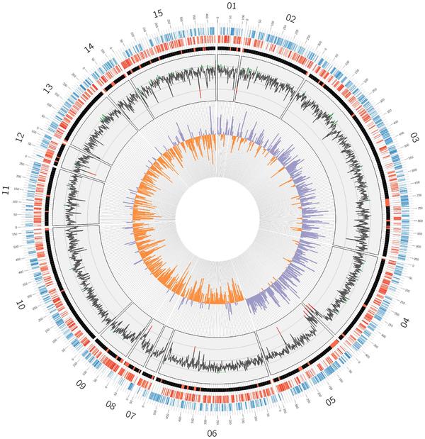 Circular representation of the genome sequence of Xam CIO151©cirad